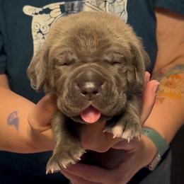 Miracle City Pink - Gray female Cane Corso puppy in Conroe, Texas from Miracle City