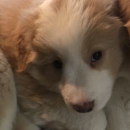 Border Collie Puppies from Cahill’s Canines