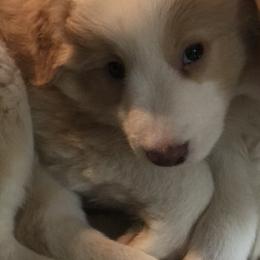 Border Collie Puppies from Cahill’s Canines