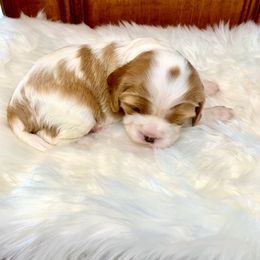 Cavalier King Charles Spaniel Puppies from Ohana Cavalier King Charles Spaniels
