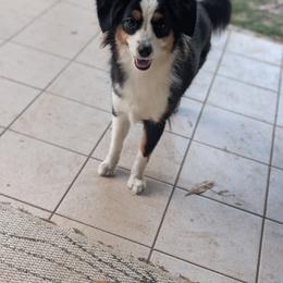Toy Australian Shepherd All Grown Up from Under the Oak Aussies