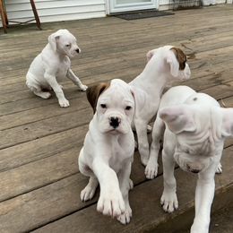 Boxer Puppies from Nancy Baeten