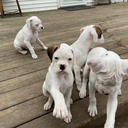 Boxer Puppies from Nancy Baeten
