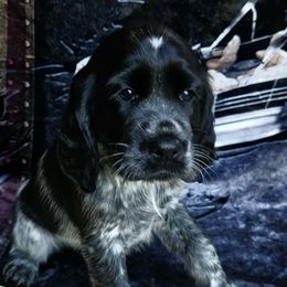 English Springer Spaniel Puppies from Bedell's Riverdog Run