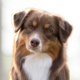 Sansa - Australian Shepherd