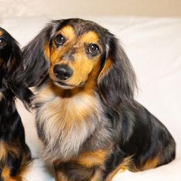 Jax - Dachshund