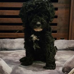 Dachshund and Labradoodle Puppies from Fritz Family Friends