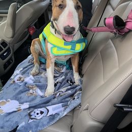 Ivy - Bull Terrier
