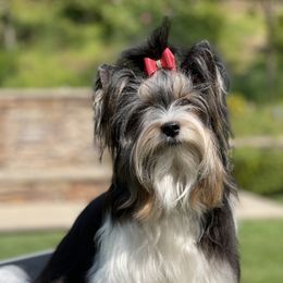 Lexi - Biewer Terrier