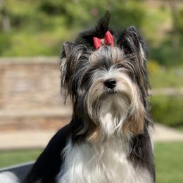 Lexi - Biewer Terrier