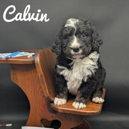 Calvin - Tri-color male Bernedoodle puppy in Lancaster, Minnesota from Richardville Hunde