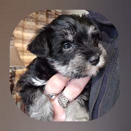 Boy 1 - Black and silver male Miniature Schnauzer puppy in Spokane, Washington from Blue Haven Stable