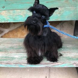 Bella - Miniature Schnauzer