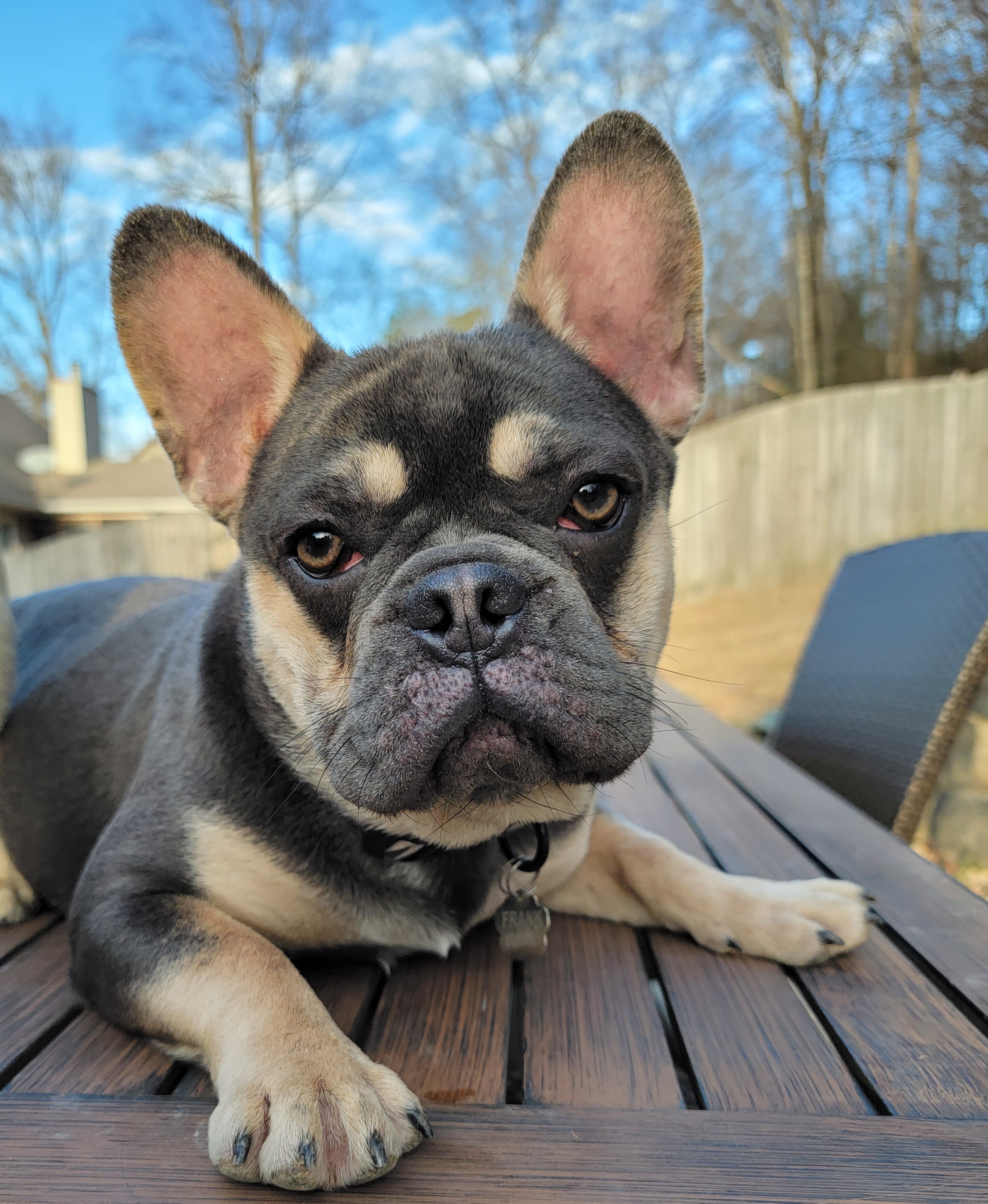 Frank - French Bulldog