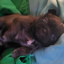 BaBoo - Sable male Shih Tzu puppy in Newport, Arkansas from Gina's Lil Zues and Yorkies Kennel