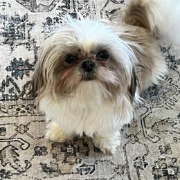 Clea - Shih Tzu
