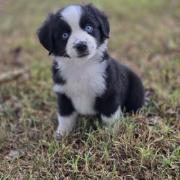 Phantom - Black & white male Miniature American Shepherd puppy in Noble, Oklahoma from Roserock Aussies