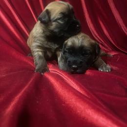 Girl 4 - female Soft Coated Wheaten Terrier puppy in Phoenix, Arizona from Arizona Desert Gold Wheatens