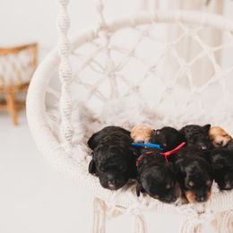 Cavapoo Puppies from PuppybuddyUSA