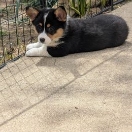 Su - now Luna - Black and tan Pembroke Welsh Corgi puppy in Charleston, West Virginia from Lone Pine Corgis