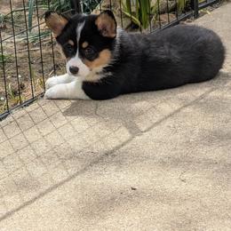 Su - now Luna - Black and tan Pembroke Welsh Corgi puppy in Charleston, West Virginia from Lone Pine Corgis