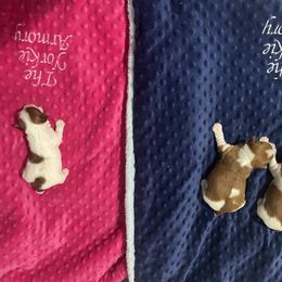 Yorkshire Terrier Puppies from The Yorkie Armory