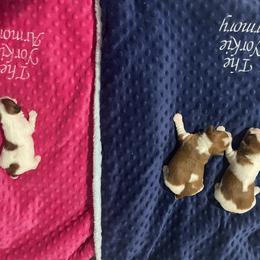 Yorkshire Terrier Puppies from The Yorkie Armory