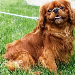 Austin - Cavalier King Charles Spaniel