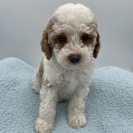 Milo - Parti male Goldendoodle puppy in Kansas City, Kansas from Bella & Ivy’s Mini Goldendoodles of KC