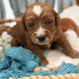 Chase - Red male Cavapoo puppy in Apple Valley, California from Fletcher Fuzzy Friends