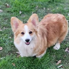 Red - Pembroke Welsh Corgi