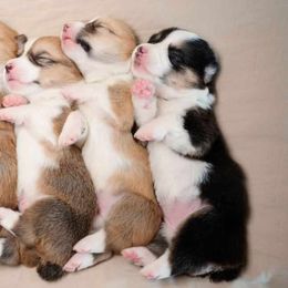 American Corgi and Pembroke Welsh Corgi Puppies from Constellation Corgi