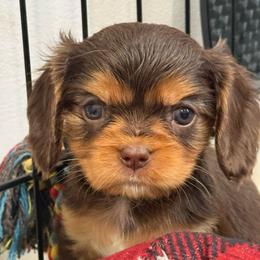 Ginger - Chocolate female Cavalier King Charles Spaniel puppy in Ellisville, Mississippi from Malu Lani Cavaliers