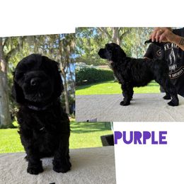 Purple collar - Black female Portuguese Water Dog puppy in Woodburn, Florida from Allegiance Portuguese Water Dogs