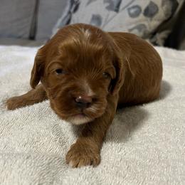 Boy 1 blue - Red male Cavapoo puppy in Orion, Illinois from Poppy Garden Doodles