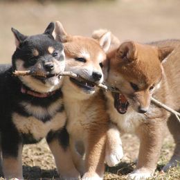 Shiba Inu from Rodel Shibas