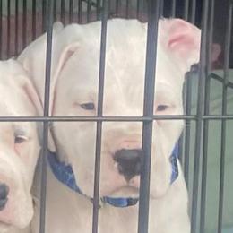 Blue male - White male Dogo Argentino puppy in Winter Haven, Florida from Wayward’s Dogos and Spellbound Greyhounds