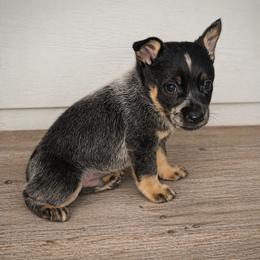 Small boy - Diamond - Blue male Australian Cattle Dog puppy in Kalispell, Montana from BTR Australian Cattle Dogs