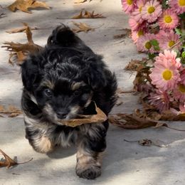 Algernon - Black and tan male Havanese puppy in Oak Grove, Minnesota from Green Gables Havanese
