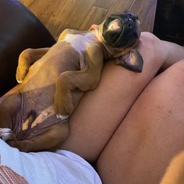 Boxer Puppies from Boxer Blessings Kennel