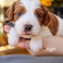 Coal - Blenheim male Cavapoo puppy in Salado, Texas from Red Ranch Dogs
