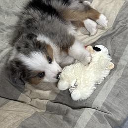 Miniature Australian Shepherd and Toy Australian Shepherd Puppies from Son Shine Farm