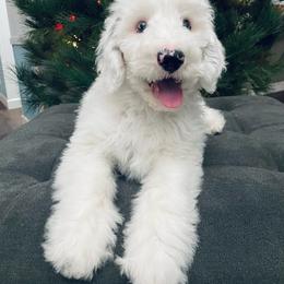 Cruiser - White male Sheepadoodle puppy in Pataskala And Thornville, Ohio from Four Front Doodles - Pataskala