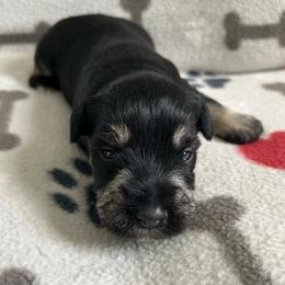 Boy 1 - Black and silver male Miniature Schnauzer puppy in Woodburn, Kentucky from Southern Kentucky Schnauzers