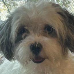 Andi - Maltipoo