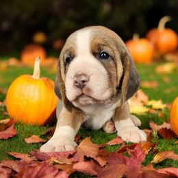 Blue tri boy (blue collar) - Blue tan and white male Beagle puppy in Spring Branch, Texas from Lost Trail Kennels