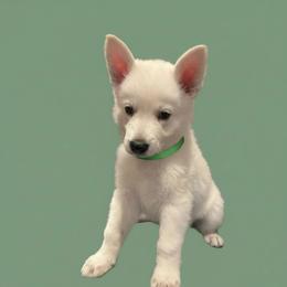 Green Collar  (Maurice) - White male Berger Blanc Suisse puppy in Rice Lake, Wisconsin from Windswept White Swiss Shepherds
