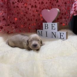 Elsa - Cream female Dachshund puppy in Paris, Texas from Michel Creek Kennel