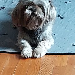 Shih Tzu Puppies from N.F.S.T Imperial ShihTzu Puppies.