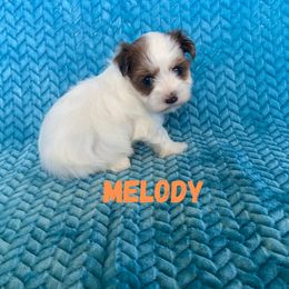 Lucky's In The Mood For A Melody (Melody) - Gold sable female Havanese puppy in Fielding, Utah from LUCKY HAVANESE